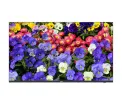 Uniview - MW3243-F-V - 43" CCTV Monitor
